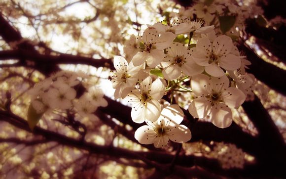 加索尔跟姚明谁厉害