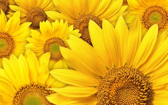 盛李豪接受采访时说的那样