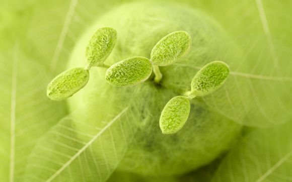 欧洲杯决赛在那个国家