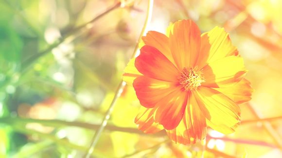 羽毛球单打场地宽为多少米?