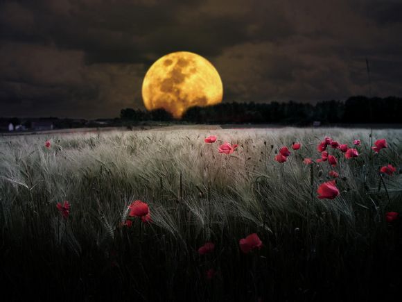 曾凌伟老师简介