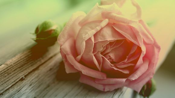 女子射箭奥运会冠军是谁