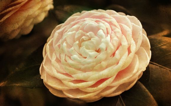 历届世界杯冠军举办地