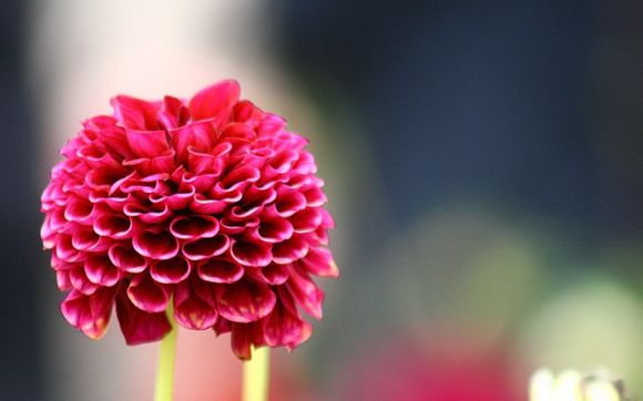 法国比利时欧洲杯