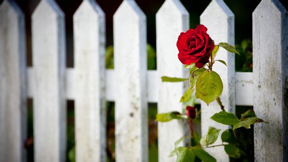 葡萄牙队拉莫斯是谁啊